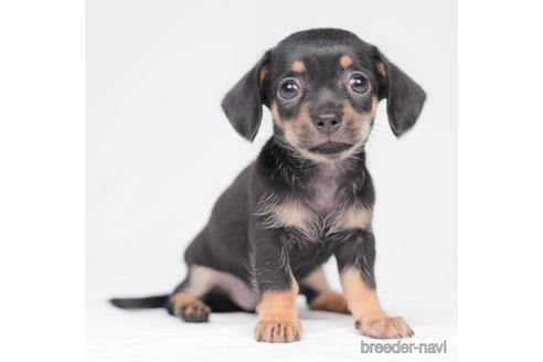 成約済の東京都のチワックス:チワワ×ミニチュアダックスフンド-203759の2枚目